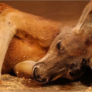 Red kangaroo at Hamburg