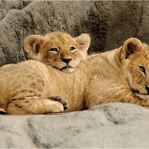 Babylions at Hamburg