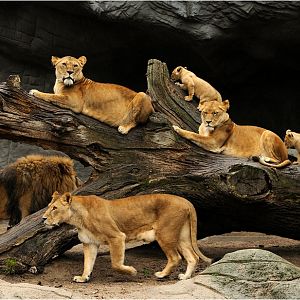 Lionpride at Hamburg