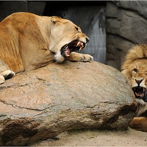 Lions at Hamburg