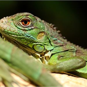 Green iguana at Hamburg