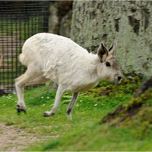 White mara at Hamburg