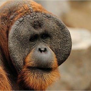 Orang Utan at Hamburg