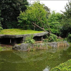 Amur-tiger exhibit at Hamburg