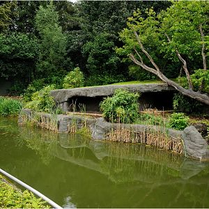 Amur-tiger exhibit at Hamburg