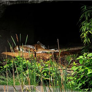 Amur-tiger exhibit at Hamburg