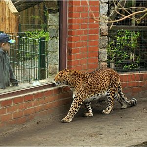 Chinese leopard at Eberswalde