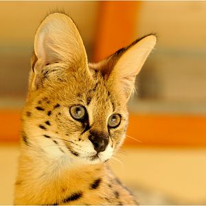 Serval at Eberswalde