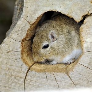 Mongolian jird at Wismar