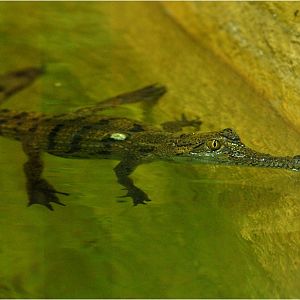 Freshwater crocodile at Neuwied