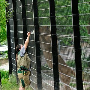 Lion training at Neuwied