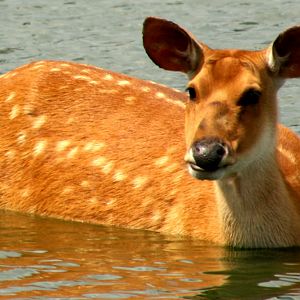 Barasingha; Whipsnade; 2nd July 2011