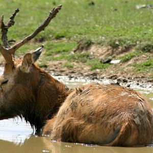 Pere David's deer; Whipsnade; 2nd July 2011