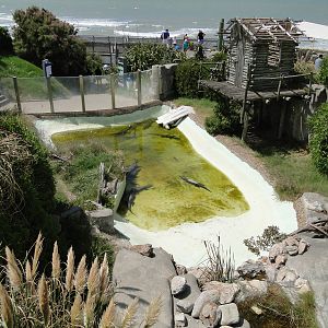 Yacare Caiman exhibit