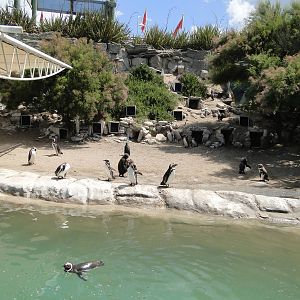 Penguin enclosure