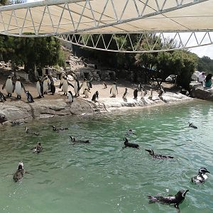 Penguin enclosure