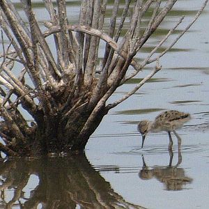 Black-winged Stilts (Himantopus himantopus) chick at l'Albufera Natural Par