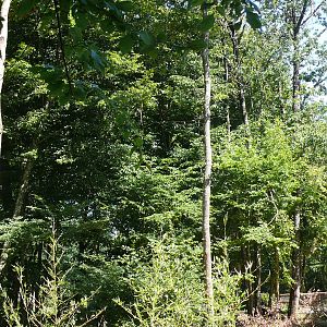 Bonobo (Pan paniscus) in the trees