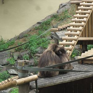 Weston and Dudley zoo 01 07 11 038
