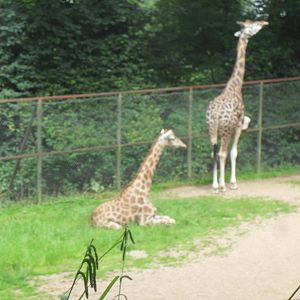 Weston and Dudley zoo 01 07 11 043