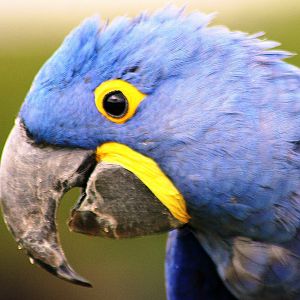 Hyacinthine macaw; Whipsnade; 2nd July 2011