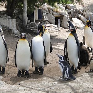 Penguins