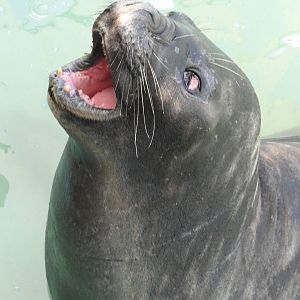 Elephant Seal