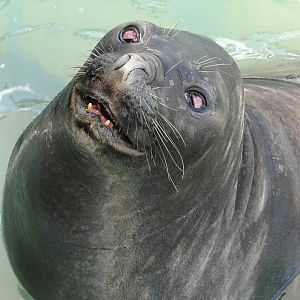 Elephant Seal
