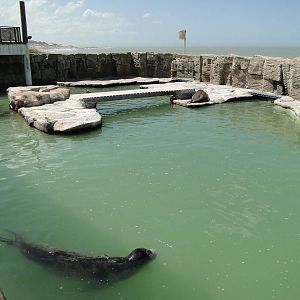Elephant Seal and Sea Lion exhibit