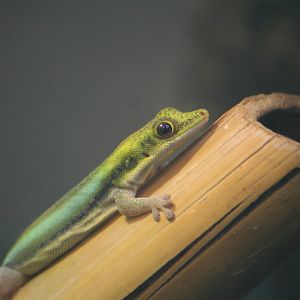 Day gecko sp?