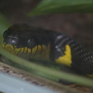 Young mangrove snake