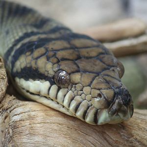 Amethystine python