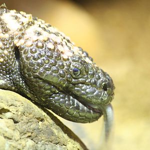 Reticulated gila monster