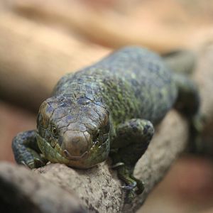 Prehensile-tailed 'Monkey' skink