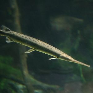 Alligator gar?