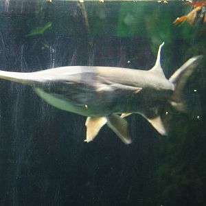 Paddlefish sp?