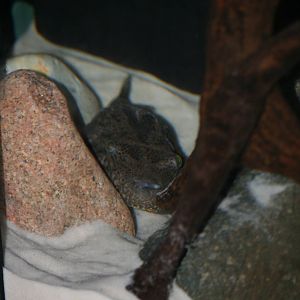 Vietnamese freshwater pufferfish
