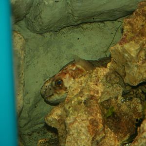 Porcupine pufferfish