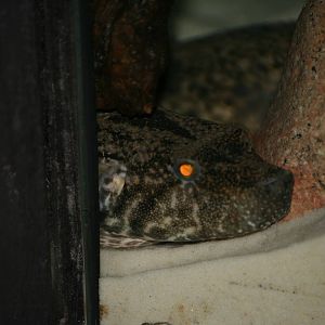 Vietnamese freshwater pufferfish