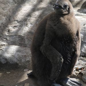 King Penguin Chick