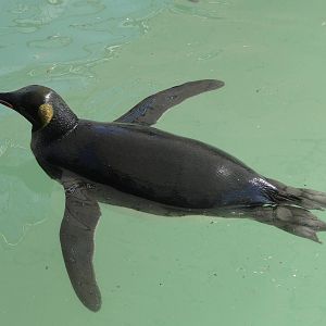 King Penguin