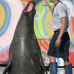 Southern Elephant Seal