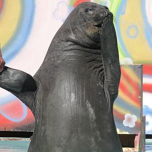 Southern Elephant Seal