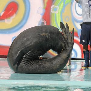 Southern Elephant Seal