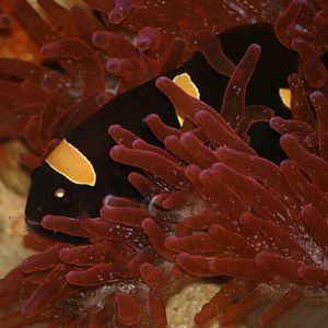 Anemonefish sp?