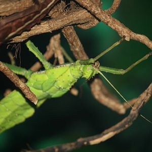 Jungle nymph