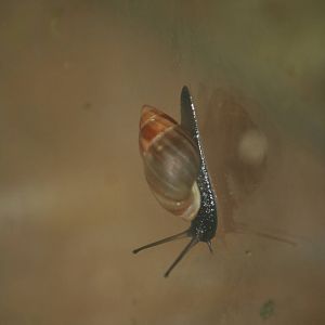 Partula snail sp?