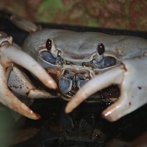 Christmas Island blue crab?