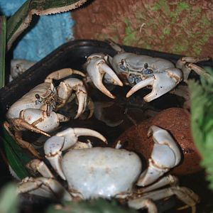 Christmas Island blue crab