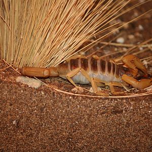 Hairy desert scorpion?
